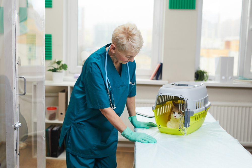 Tips for Balancing Work Life and Study in an Online Veterinary Technician Program